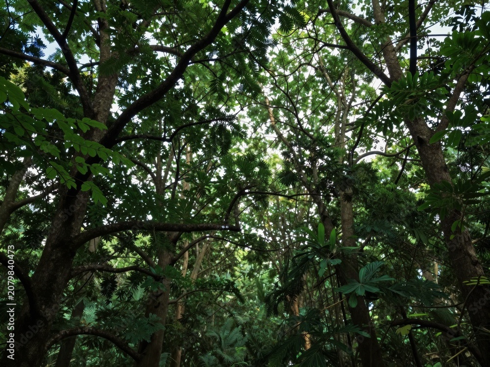 Fototapeta premium Dense forest canopy with interwoven branches and lush green foliage filtering sunlight from above