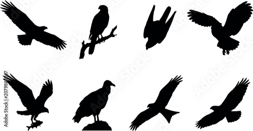 Canvastavla Collection of black bird of prey silhouettes including eagle hawk falcon vulture
