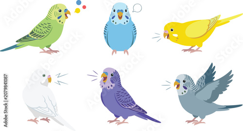 Cuadro en lienzo Colorful Budgerigar Parakeet Vector Illustration Set Featuring Talking Budgie Bi