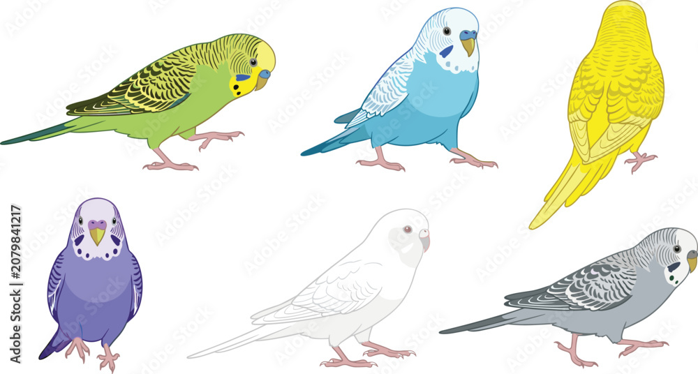 Fototapeta premium Colorful Budgerigar Parakeet Vector Illustration Set Featuring Multiple Budgie Birds Walking and Standing in Various Poses for Pet Lovers and Avian Graphic Designs