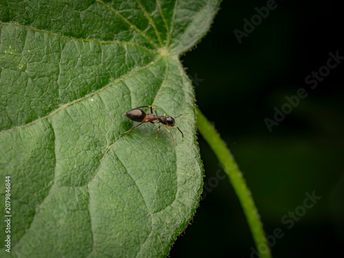 Fotografi Macro photograph of a black and brown ant walking across a vibrant green texture