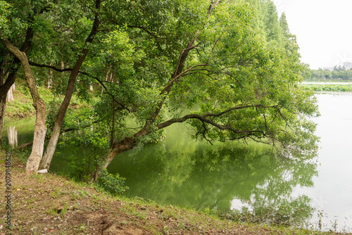Fotografie Lush greener around the pond in the park
