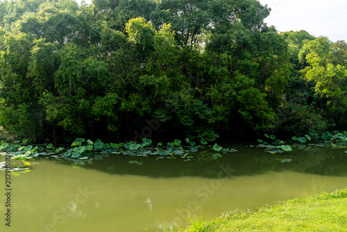 Schilderij op canvas Lush greener around the pond in the park