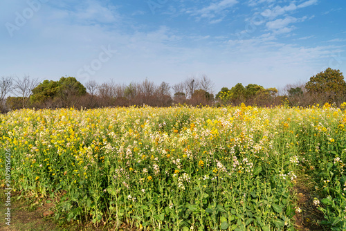 Yellow rape flowers in countryside in the background