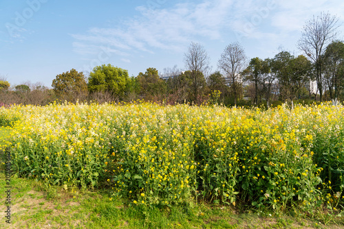 Yellow rape flowers in countryside in the background