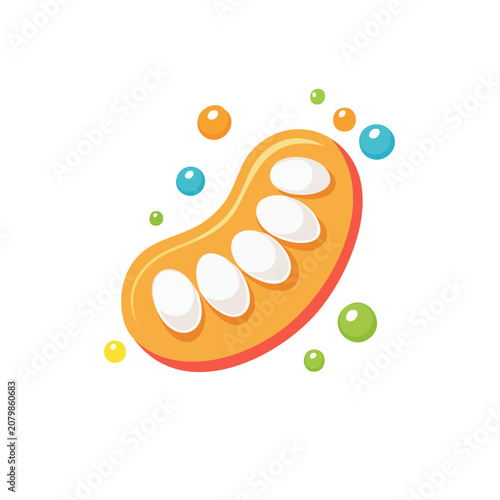 Mitochondria Cell Organelle Vector Illustration
