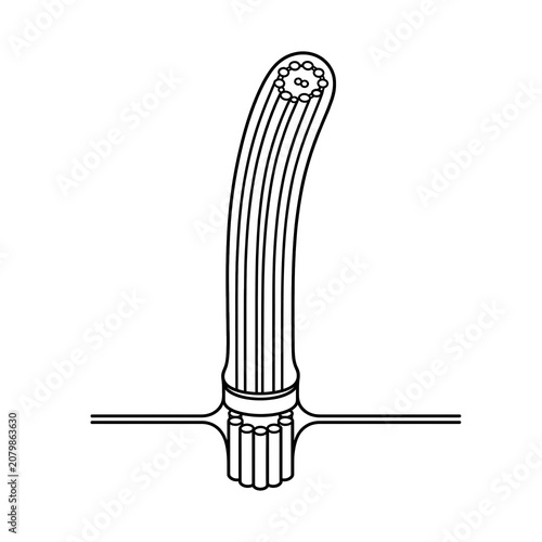 Cilium Structure Educational Biology Illustration Isolated on White Background