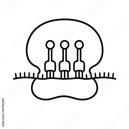 Ribosome mRNA tRNA Complex Educational Biology Illustration Isolated on White Background