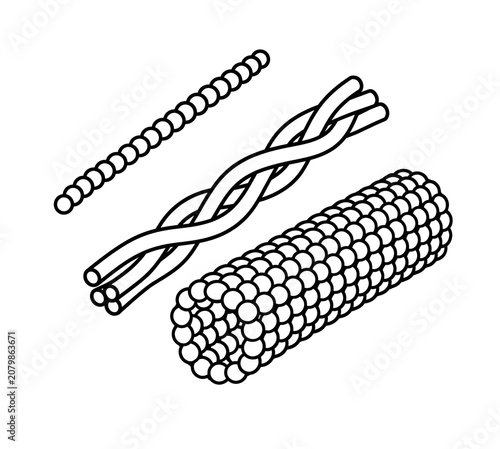 Three Types of Cytoskeletal Filaments Educational Biology Illustration Isolated on White Background