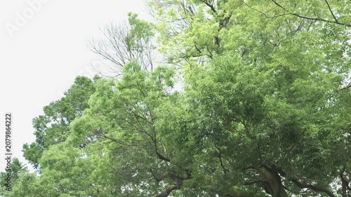 新緑の樹木