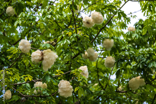 Картината върху платно Close-up of a kapok tree in a city park, showing its white cottony fruit