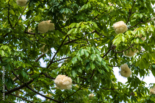 Close-up of a kapok tree in a city park, showing its white cottony fruit.