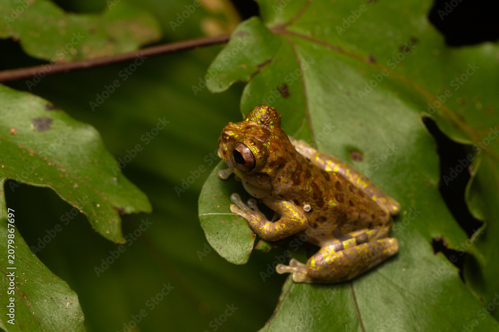 Obraz premium Lancaster's tree frog (Isthmohyla lancasteri) perched on a leaf in Siquirres rainforest, Costa Rica