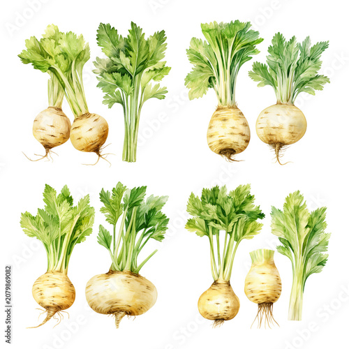 Watercolor Set of Fresh Celeriac Root Vegetables with Vibrant Green Celery Stems and Leaves Isolated on White Background