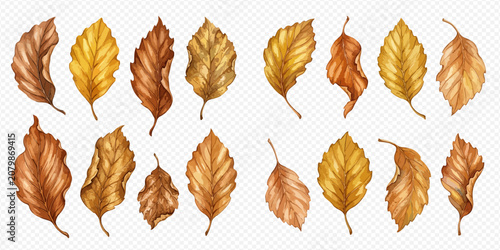 Cuadro en lienzo Set of watercolor autumn leaves in various shades of brown and yellow, isolated on a transparent background