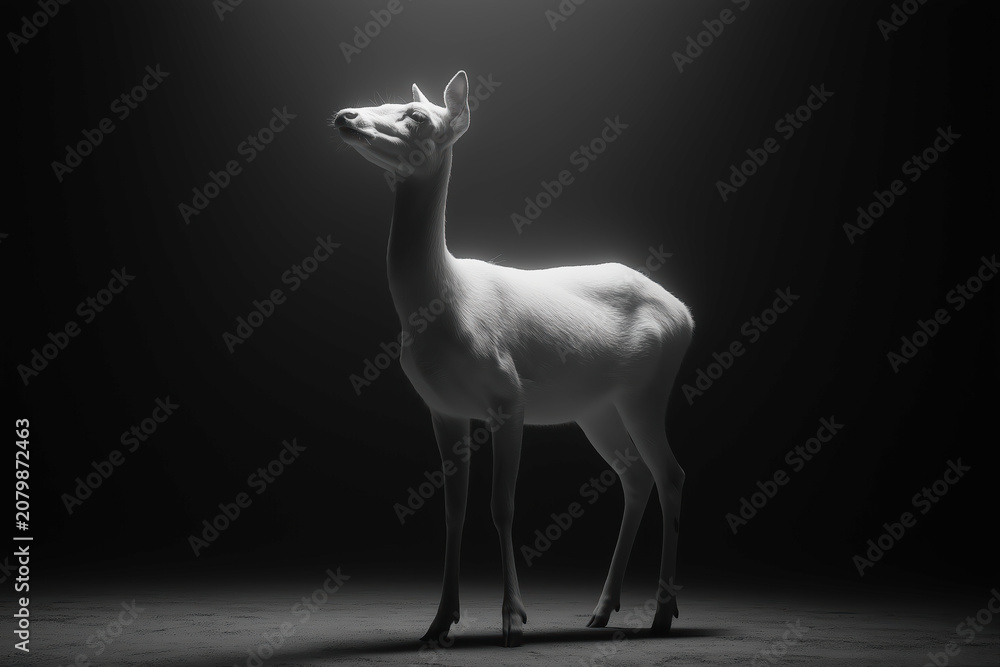Fototapeta premium White Deer Standing Gracefully On A Black Studio Background Portrait Stock