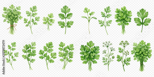Photos Set of fresh green parsley and cilantro leaves, herbs, and spices, isolated on transparent background