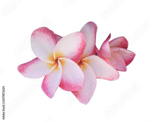 Plumeria or Frangipani or Temple tree flower. Close up pink-yellow frangipani flowers bouquet isolated on transparent background.	