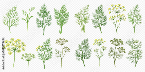 Photos Set of fresh green dill, parsley, and cilantro leaves and flowers, aromatic herbs for cooking