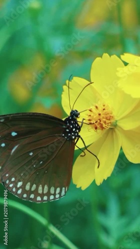 butterfly on a flower