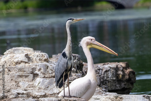 A blue heron and a pelican sharing a rock.