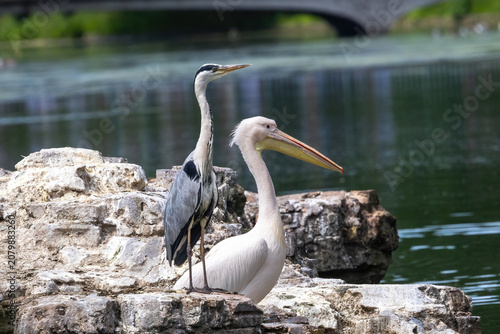 A blue heron and a pelican sharing a rock.