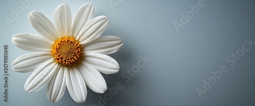 Single daisy bloom, gray background, nature, spring