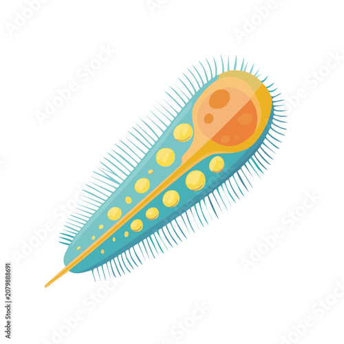 Paramecium flat vector illustration