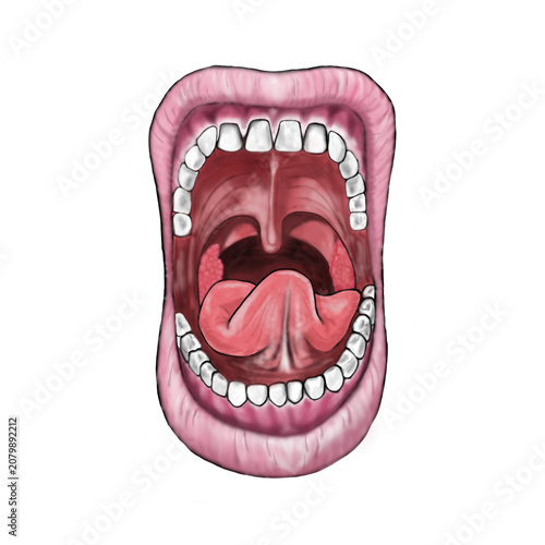 Human Mouth and Oral Cavity Anatomy Illustration