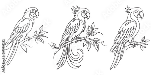 Set of continuous line drawing illustrations of parrots.