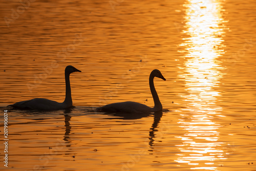 Foto Two swans gliding on water surface in silhouette during golden sunset with shimm