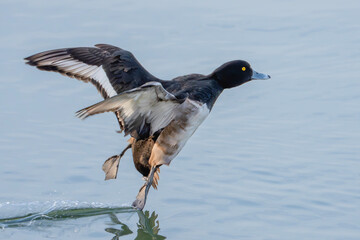 Tufted duck spreading wings and taking off from water surface in motion