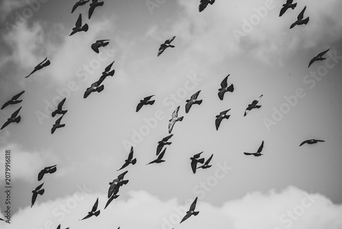 Foto birds in the sky