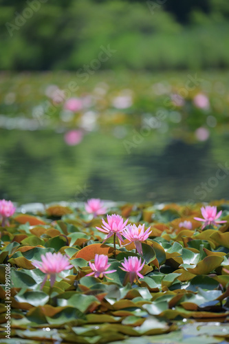 Blooming Pink Water Lilies with Copy Space