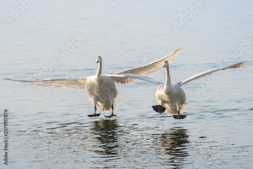 Canvas Print Two swans gliding on water surface with wings fully spread in graceful motion