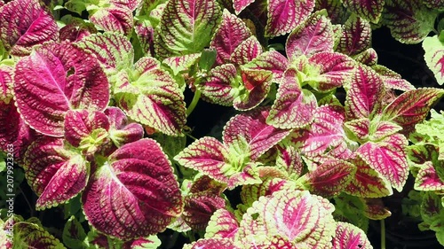 Coleus is an ornamental plant featuring vibrant, multicolored foliage typically deep red or magenta with bright green edges.