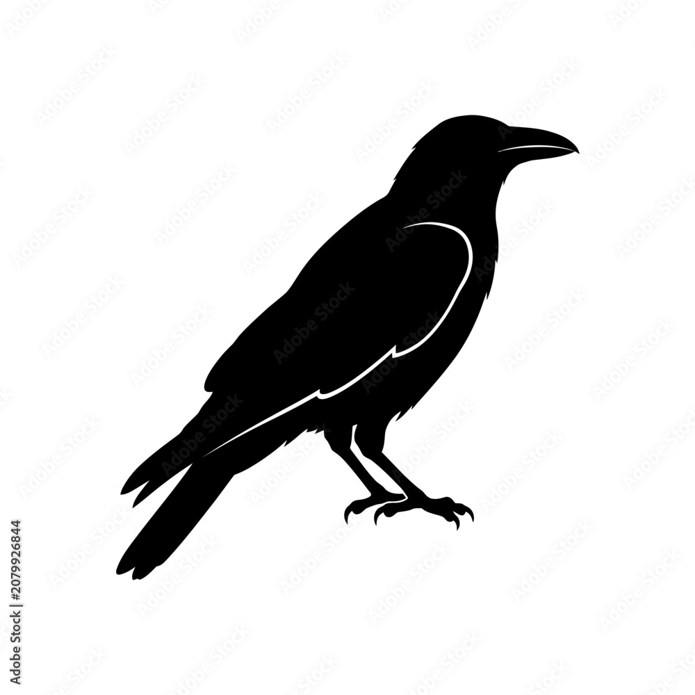 Fototapeta premium Black Crow Silhouette, Bird Icon, Vector Graphic, Wildlife Illustration isolated on White Background silhouette
