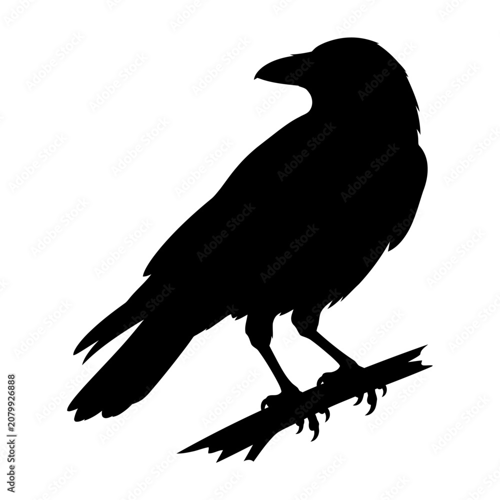 Fototapeta premium Black bird, crow silhouette, raven icon, animal symbol isolated on White Background silhouette
