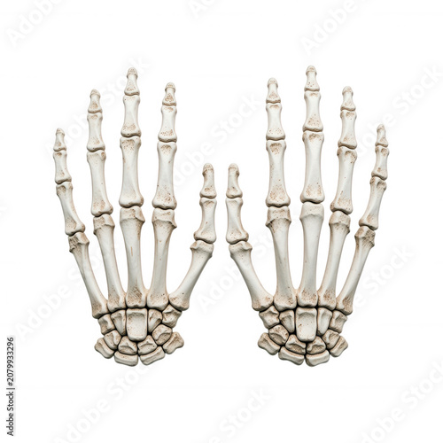 Human Skeleton Hands Transparent Background