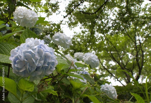 梅雨のイメージ写真 紫陽花