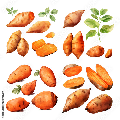 Hand-Drawn Watercolor Collection of Fresh Sweet Potatoes and Yams in Organic Earthy Tones and Realistic Botanical Styles