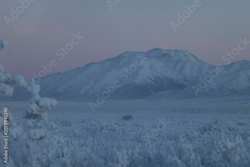 Moose in a snowy field in Alaska