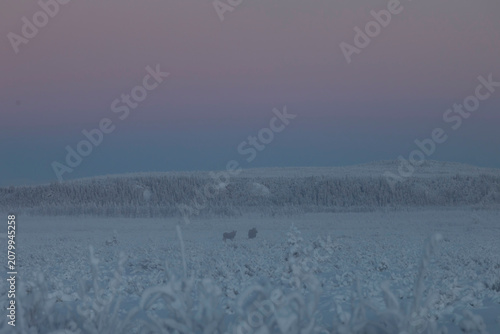 Bright pink sky on a winter day in Alaska