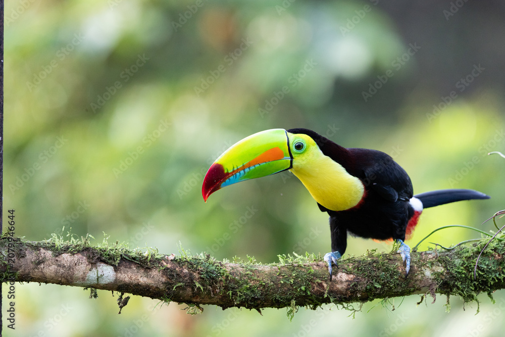 Fototapeta premium Vibrant Keel-billed Toucan (Ramphastos sulfuratus) perched on a mossy branch in the wild within the Costa Rican rainforest canopy. Sharp wildlife photography showcasing its iconic colorful beak.