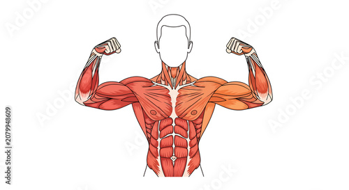 Anatomical illustration of human upper body muscular system showing flexing arms and chest muscles.