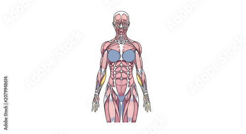 Anatomical illustration of the female muscular system showing anterior muscle groups on a white background.