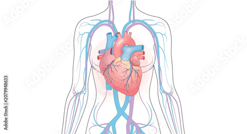 Anatomical illustration of the human heart and circulatory system showing veins and arteries in the chest.