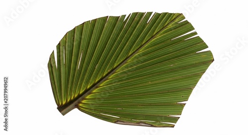 Fresh Green Tropical Fan Palm Leaf Isolated on White Background.