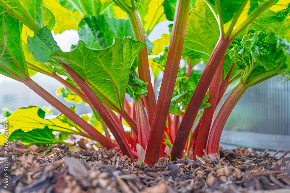 Fototapeta premium Close up view of a healthy rhubarb plant growing in a home garden. The vibrant red stalks and large green leaves are set against dark mulch soil, perfect for organic farming.