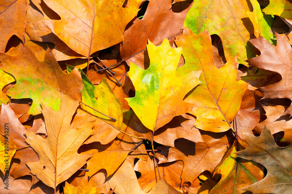 Naklejka premium Autumn fall background. Maple and oak foliage. Yellow and orange leaves closeup. Autumn colors. Vibrant fall leaves. Autumnal background. Autumn leaves for Thanksgiving design. Fall leaves.